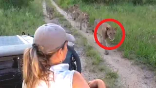 6 Scary Lion Encounters You Should Avoid Watching (Part 3)