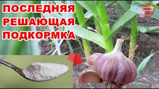 ПОСЛЕДНЯЯ РЕШАЮЩАЯ ПОДКОРМКА ЧЕСНОКА В ИЮНЕ,ИЮЛЕ.1  ЛОЖКА ПОРОШКА УВЕЛИЧИТ РАЗМЕР ГОЛОВОК С КУЛАК!