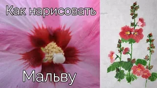 Как рисовать урок Мальва How to draw Mallow painting tutorial 접시꽃 그림 그리기