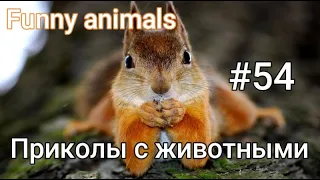 Приколы с животными 2023-СМЕШНЫЕ КУБЫ #54-СМЕШНЫЕ ЖИВОТНЫЕ 2023-Funny Animals Videos Compilation