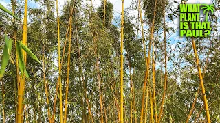 Phyllostachys Vivax (Chinese timber bamboo) / One of the hardiest timber bamboo / Can grow to 70 ft