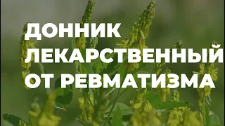 Донник лекарственный - полезные свойства и применение / Захар Травник