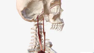 Internal Carotid Artery - Anatomy, Branches & Relations