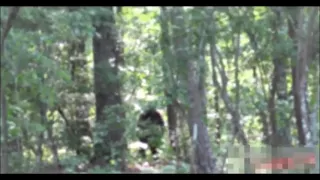 Georgia farmer films Bigfoot!