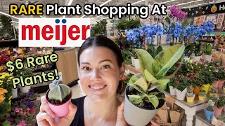 $6.99 Rare Ficus Shivereana at MEIJER!! Plant Shopping & Plant Haul Meijer Grocery Store - Michigan