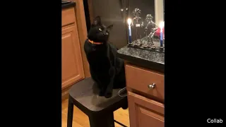 Curious Cat Smack A Candle