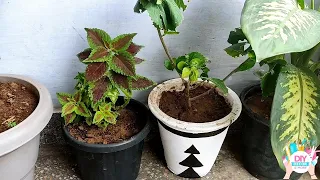 Easy way to repot nursery bought plant for beginners | Potting coleus plant | 9 easy steps