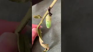 An odd deformity in monarch chrysalis. This one didn’t make it.