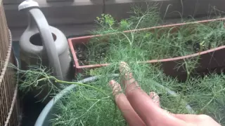 How to Prune, Harvest, and Grow Dill in Containers