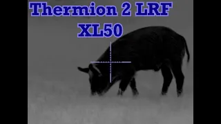 New Pulsar Thermion 2 LRF XL50 | HD 1024 Resolution