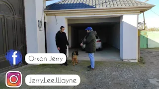 Itlerin telimi Baki.Soze baxmayan,toyuq ovlayan "German Shepherd" Bali.