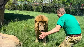 ЧЕРНЫЙ ЮМОР спасает среди львов! «Чук, дай я тебя брызну, а ты укусишь Таню»))))