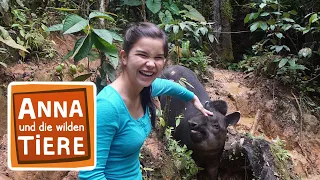 Ein Tapir geht baden (Doku) | Reportage für Kinder | Anna und die wilden Tiere