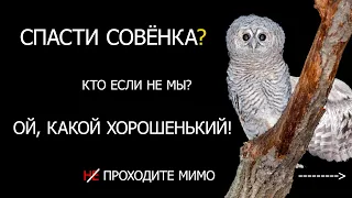 Что делать, если нашел совенка?