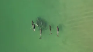 Flyin' with the Dolphins at Figure 8 Island, Wilmington, North Carolina (05/22/24)