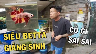 Phát hiện Siêu Betta Giáng Sinh tại trại cá Nghĩa Hiền và bữa tiệc ra mắt