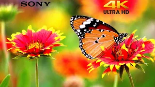 Heavy Extreme 4K HDR 60FPS DOLBY VISION, | 8K VIDEO ULTRA HD FOR 8K TV, | REAL 8K HDR 60FPS, |