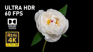 4K HDR 60FPS Dolby Vision with Flower Footage