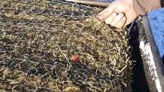 Netting the big bales