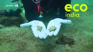 Eco India: Could 'adopting a coral' support marine conservation in Goa?