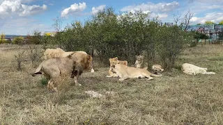 Львица Клава украла ВОЛШЕБНЫЙ ТАПОК !