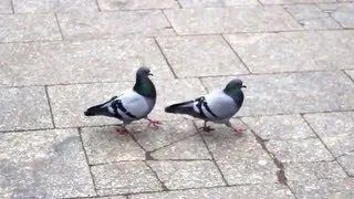 Pigeons - What is love