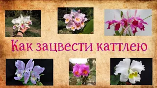 Как зацвести каттлею?