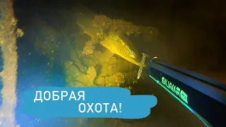 Волжские «Крокодилы» Прозрачность 5 метров. Подводная охота в Саратове с командой Salvimar.