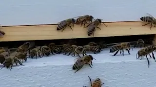 Hard-Working Honeybees
