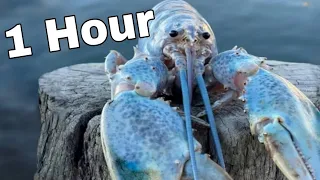 1 hour of silence occasionally broken by Blue Lobster jumpscare