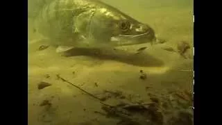 plongée dans la loire avec les sandres