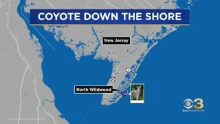 North Wildwood police warn pet owners to keep animals inside as coyotes are spotted in area