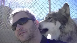 Love From Holan at Wolf Mountain Sanctuary