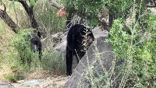 Something In The Way Cover Drought Related Footage of Bears at Big Bend National Park in August 2022