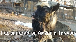 Год знакомства Амура и Тимура