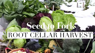 Root Cellar Harvest: November 2020 Garden Tour