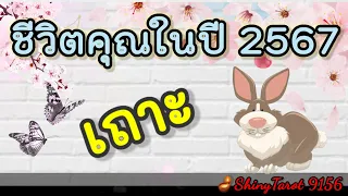 ปีเถาะ🐇ชีวิตคุณในปี 2567🪴🪔‎@ShinyTarot9156 