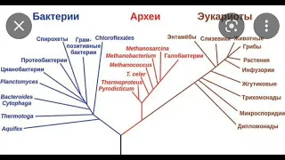 Археи это тоже микробы???