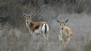 Джейран (Gazella subgutturosa) | Film Studio Aves