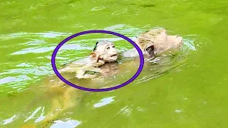 OMG! Baby Monkey Drown In Water Cuz Moms Swimming Up & Down, Baby Cold& Cry|#Monkey Nightmare