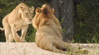 Lions Mating in the Kruger National Park
