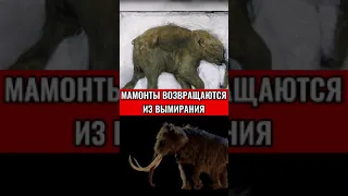 МАМОНТЫ ВОЗВРАЩАЮТСЯ ИЗ ВЫМИРАНИЯ