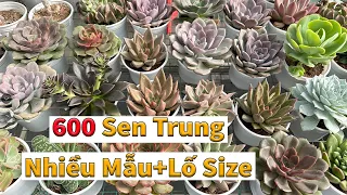 Thêm một lô sen đá chất lượng  | succulent Gia Nghia