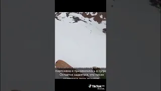 Собака падает с склона горы .