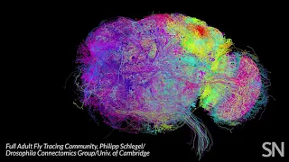 This colorful web is the most complete look yet at a fruit fly’s brain cells | Science News