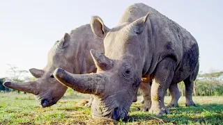 Top 5 Inspirational Animal Conservation Stories | BBC Earth