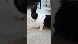 BAD RABBIT BEING TICKLED THEN SPLOOTING