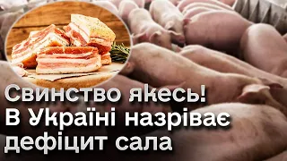 🐷 Поголів'я свиней виросло, але не для сала! А закордонним аналогом українців не надуриш!