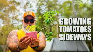 Why we are growing tomatoes sideways
