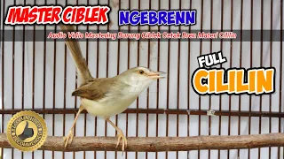 Masteran Ciblek Ngebren Full Materi Cililin // Suara Jernih Durasi Panjang #ciblekngebrencililin